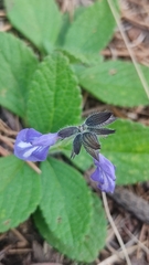 Salvia prunelloides