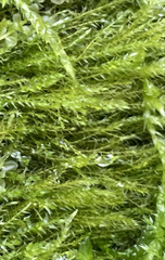 Hygroamblystegium tenax