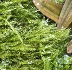 Hygroamblystegium tenax