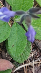 Salvia prunelloides