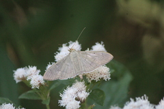 Spilomelinae
