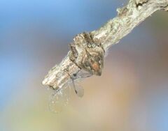 Eustala anastera