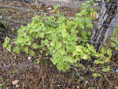 Coleus amboinicus