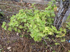 Coleus amboinicus