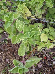 Coleus amboinicus