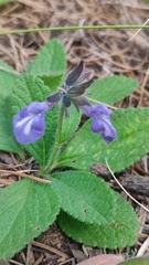 Salvia prunelloides