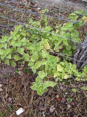 Coleus amboinicus