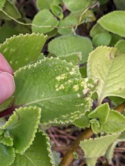 Coleus amboinicus