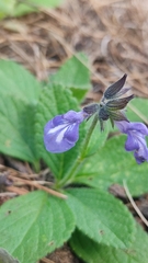 Salvia prunelloides