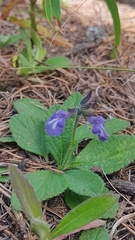 Salvia prunelloides