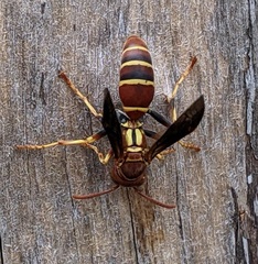 Polistes crinitus