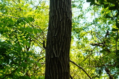 Dalbergia granadillo