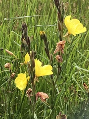 Oenothera stricta