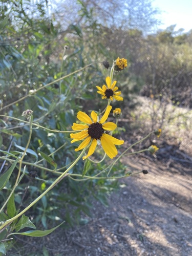 iNaturalist observation photo of California brittlebush