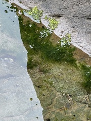 Phyllospadix torreyi