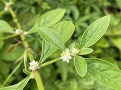 Alternanthera