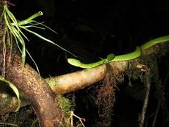 Bothriechis lateralis