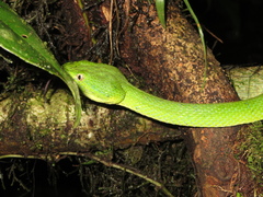 Bothriechis lateralis