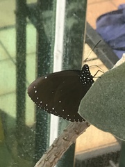 Euploea eunice