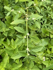 Alternanthera