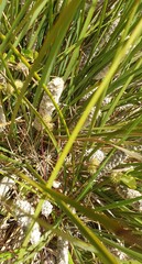 Lomandra leucocephala