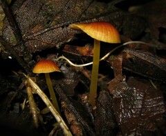 Marasmius cladophyllus
