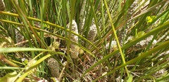 Lomandra leucocephala