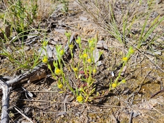 Triptilodiscus pygmaeus