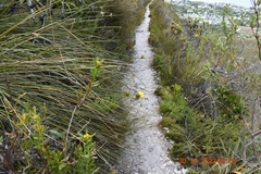 Bobartia longicyma