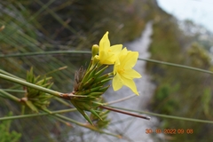 Bobartia longicyma