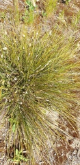 Lomandra leucocephala
