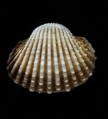 Tegillarca granosa