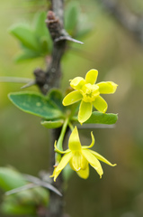 Berberis morrisonensis