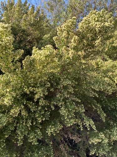 iNaturalist observation photo of coyote brush