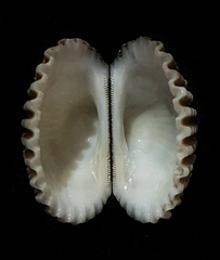 Tegillarca granosa