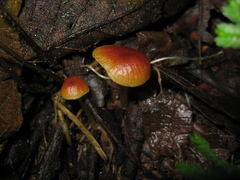 Marasmius cladophyllus