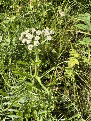 Achillea alpina iNat (3)