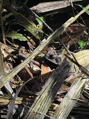 Incilius melanochlorus