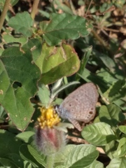 Hemiargus ceraunus astenidas