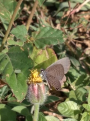 Hemiargus ceraunus astenidas