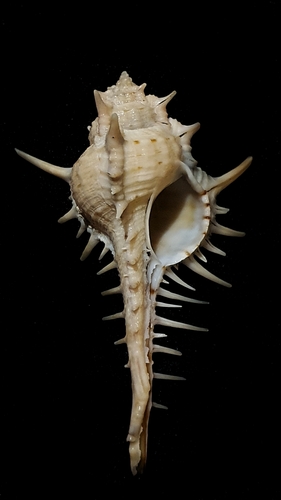 Murex carbonnieri