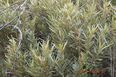Grubbia tomentosa