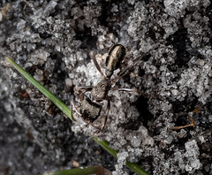 Rhytidoponera tasmaniensis