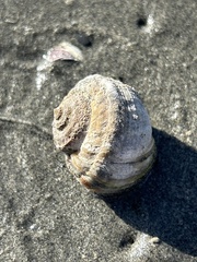 Amphibola crenata
