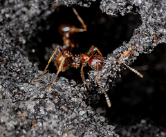 Aphaenogaster longiceps