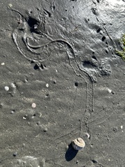 Amphibola crenata