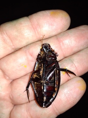 Hydrophilus insularis