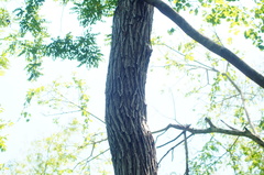 Dalbergia granadillo