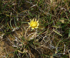 Taraxacum glaucanthum