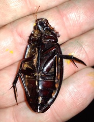 Hydrophilus insularis